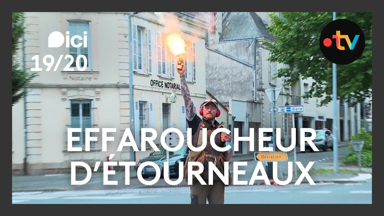 Campagne d'effarouchage d'étourneaux à La Roche-sur-Yon